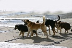 Отлов животных без владельцев